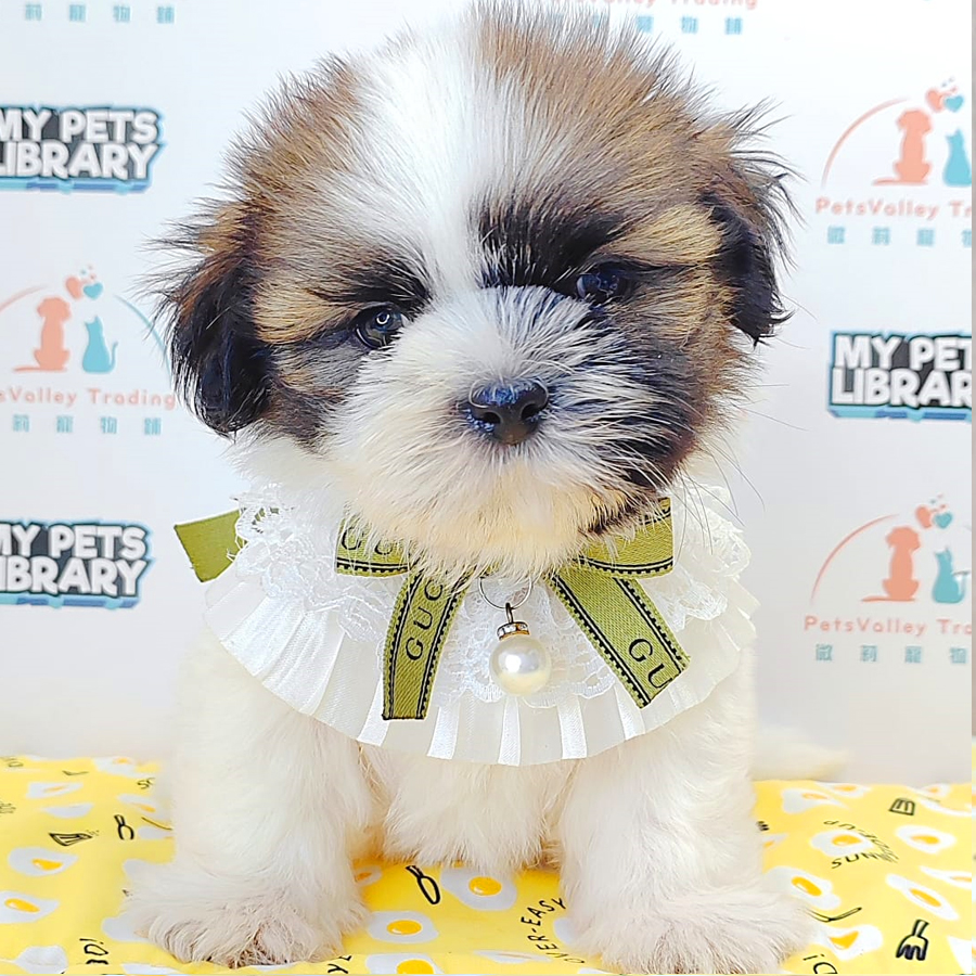 Shih Tzu Puppy (Female) For Sale