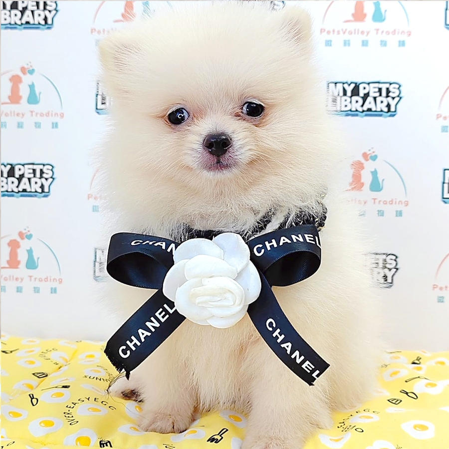 Pomeranian Puppy (Female) For Sale