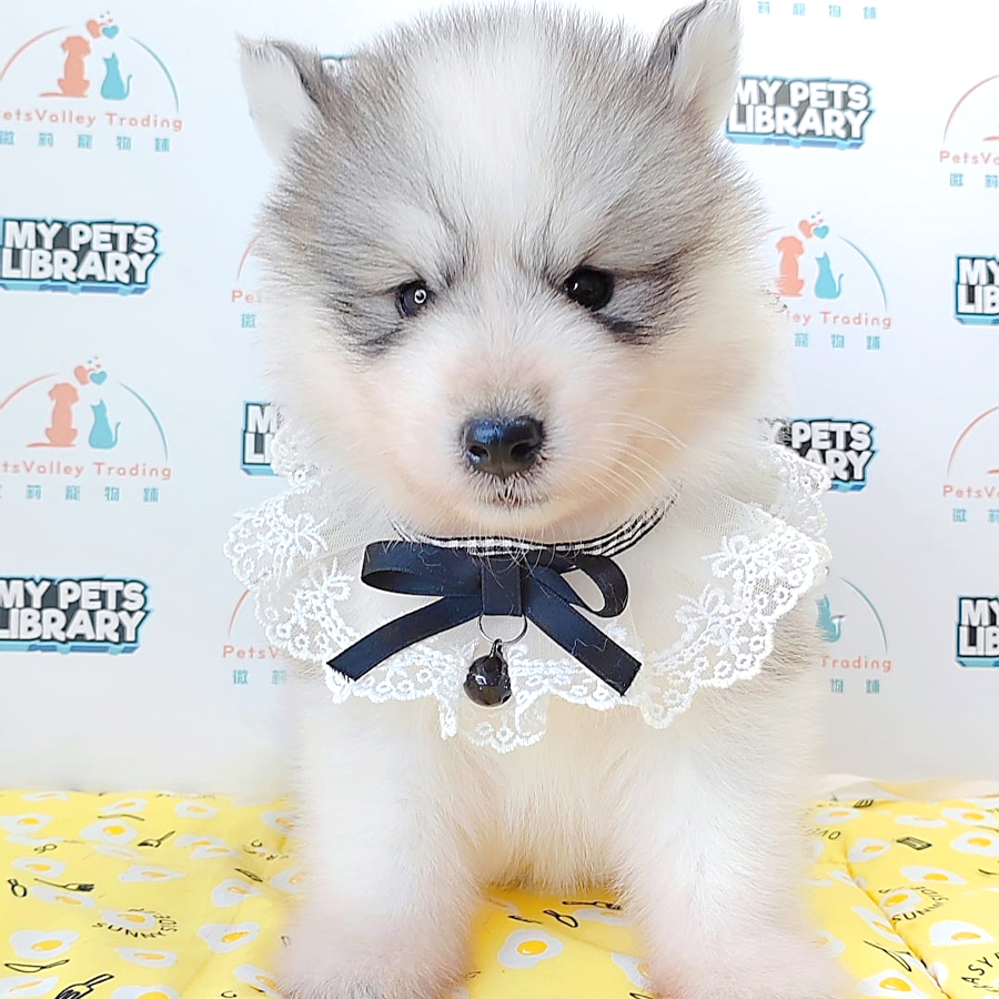 Wooly Husky Puppy (Male) For Sale