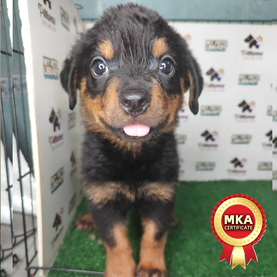 MKA Rottweiler Puppy (Male) For Sale