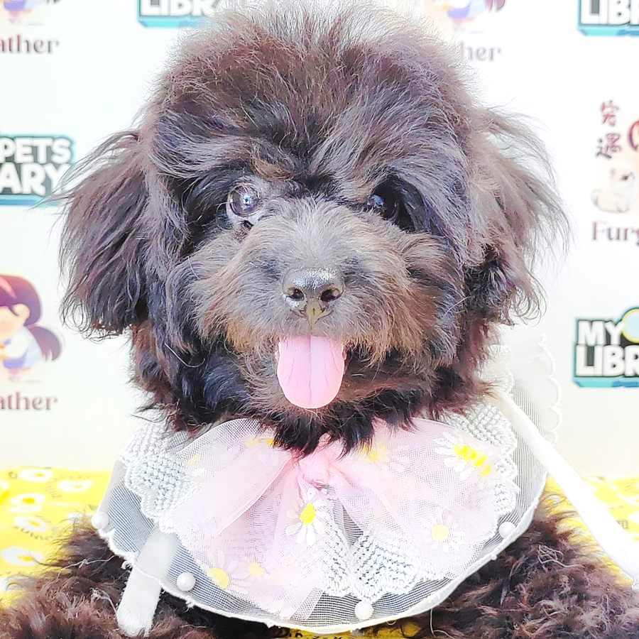 Tiny Toy Poodle Puppy (Female) For Sale