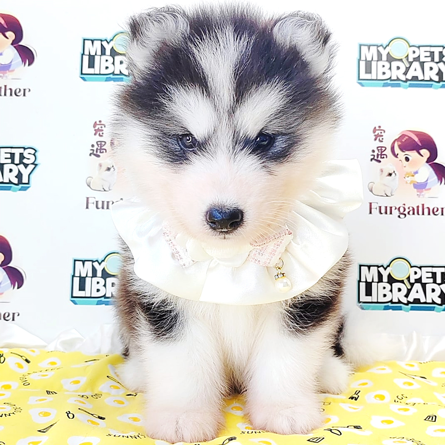 Wooly Husky Puppy (Male) For Sale