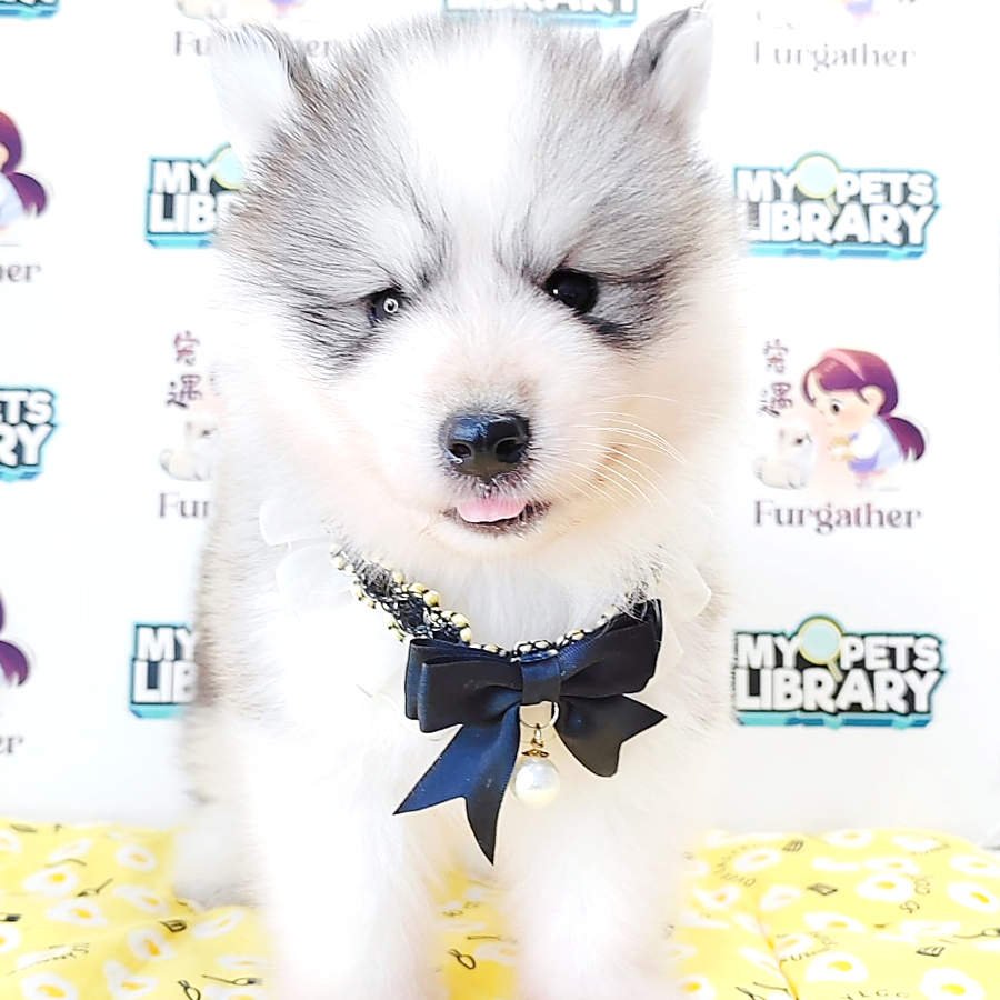 Wooly Husky Puppy (Male) For Sale