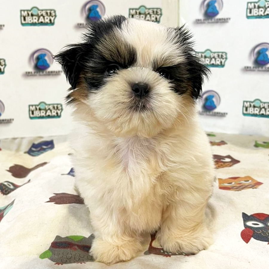 Shih Tzu Puppy (Female) For Sale