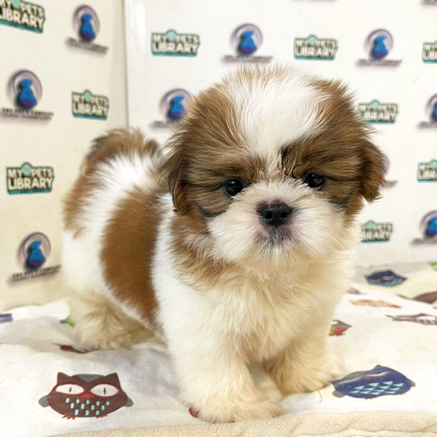 Shih Tzu Puppy (Male) For Sale