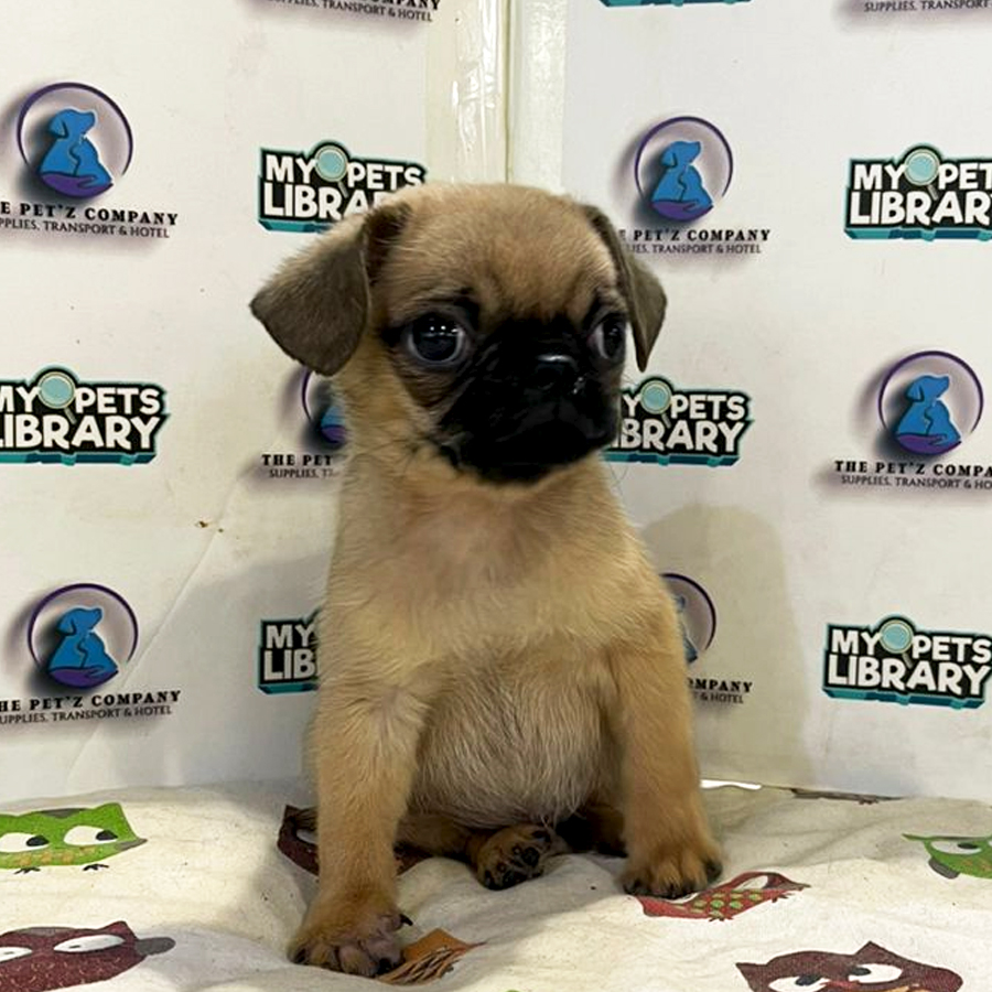 Pug Puppy (Male) For Sale