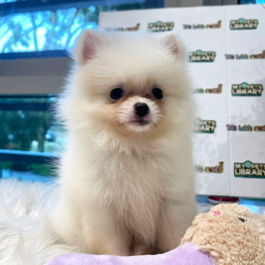 Tiny Pomeranian Puppy (Female) For Sale