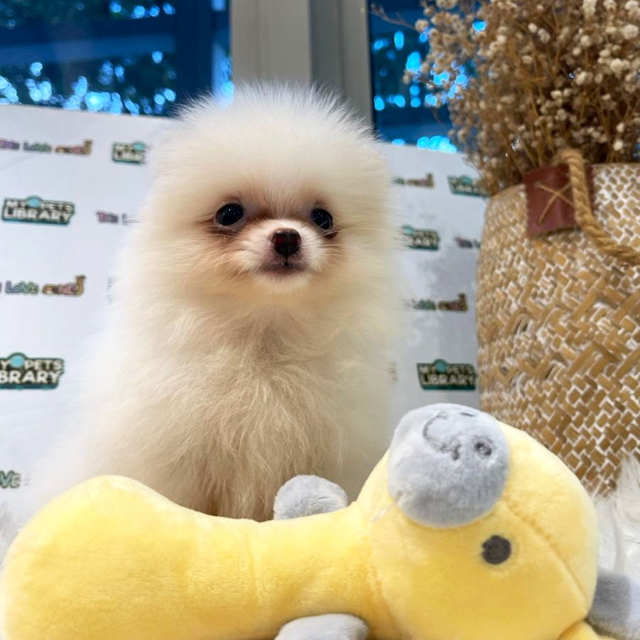 Tiny Pomeranian Puppy (Female) For Sale