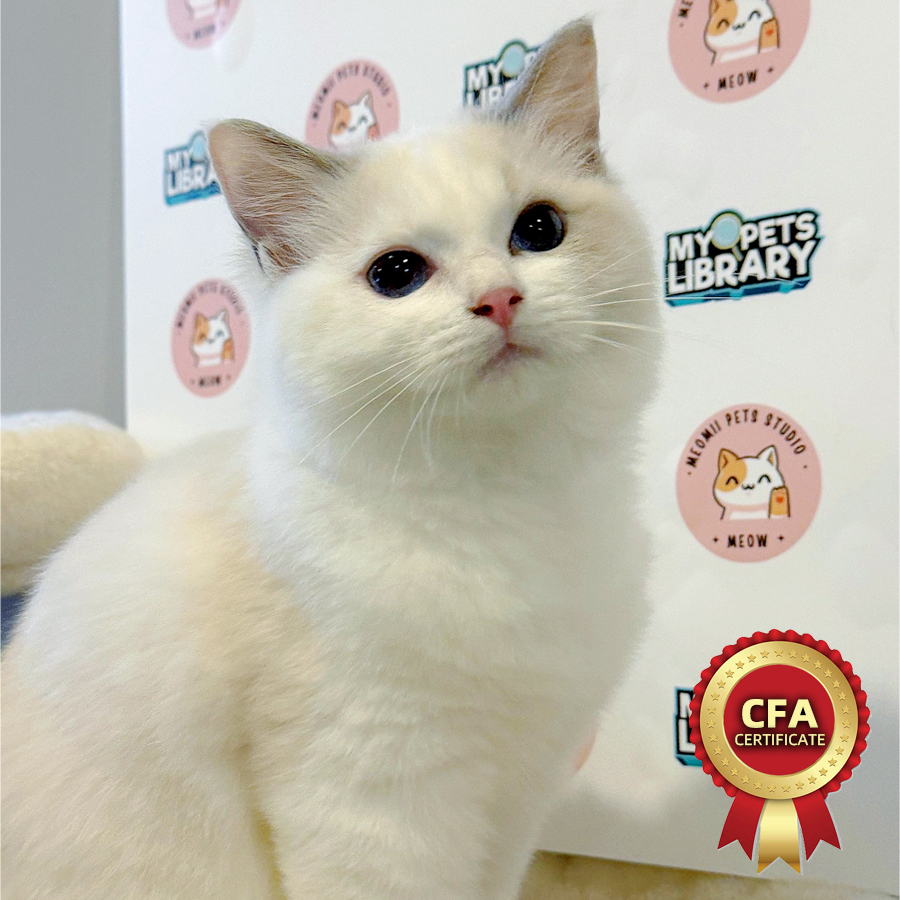 CFA Ragdoll Kitten (Male) For Sale