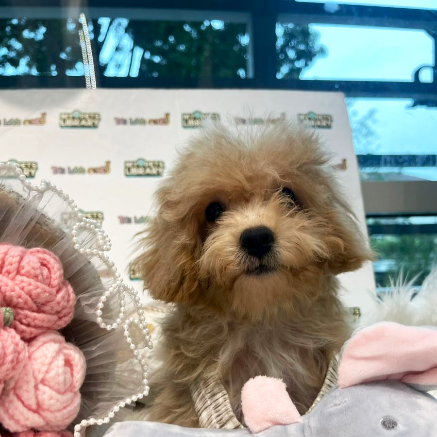 Maltipoo Puppy (Female) For Sale