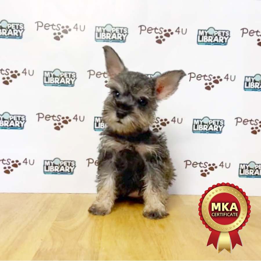MKA Miniature Schnauzer Puppy (Female) For Sale