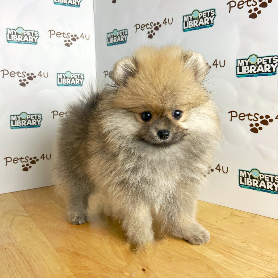 Pomeranian Puppy (Male) For Sale