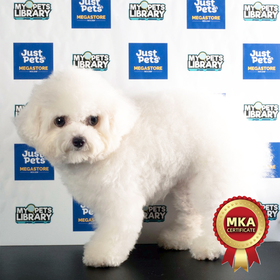 MKA Mini Bichon Frise Puppy (Female) For Sale