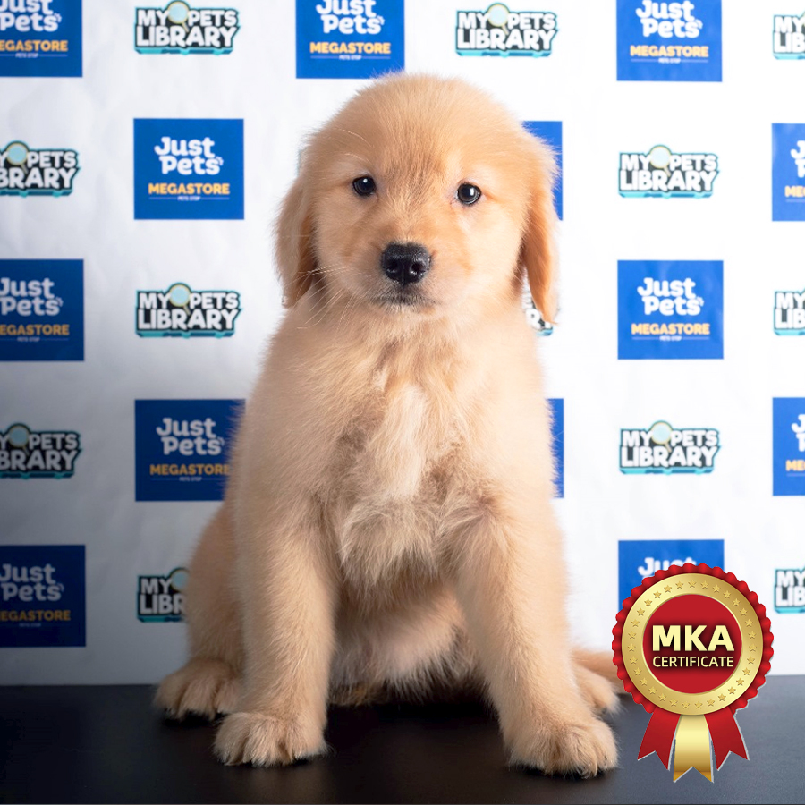 MKA Golden Retriever Puppy (Female) For Sale