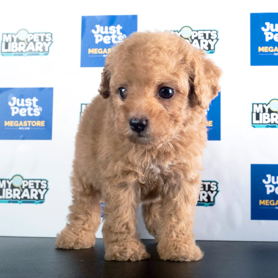 Toy Poodle Puppy (Male) For Sale
