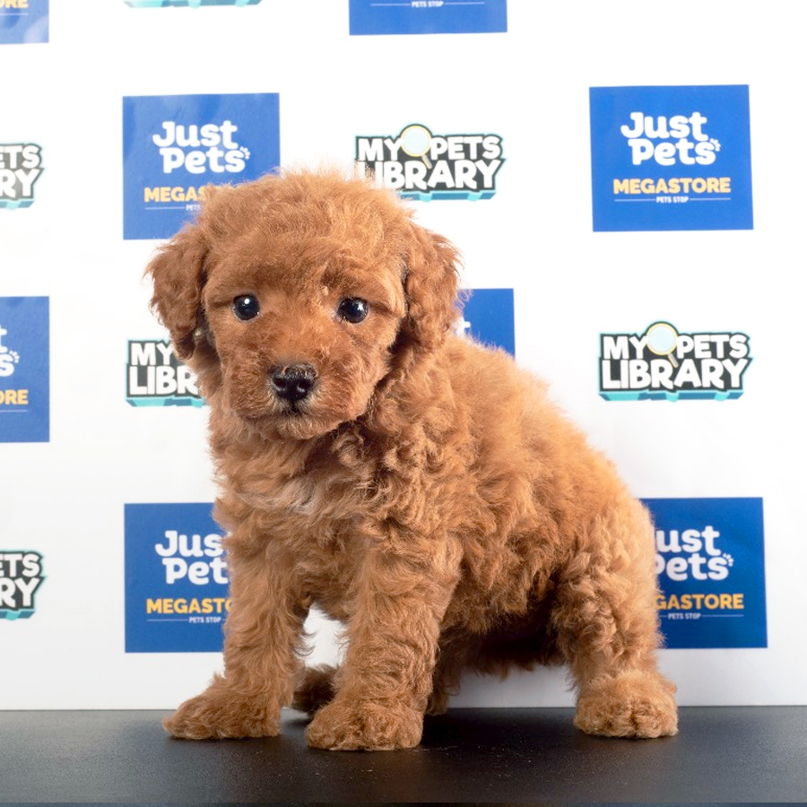 Toy Poodle Puppy (Male) For Sale
