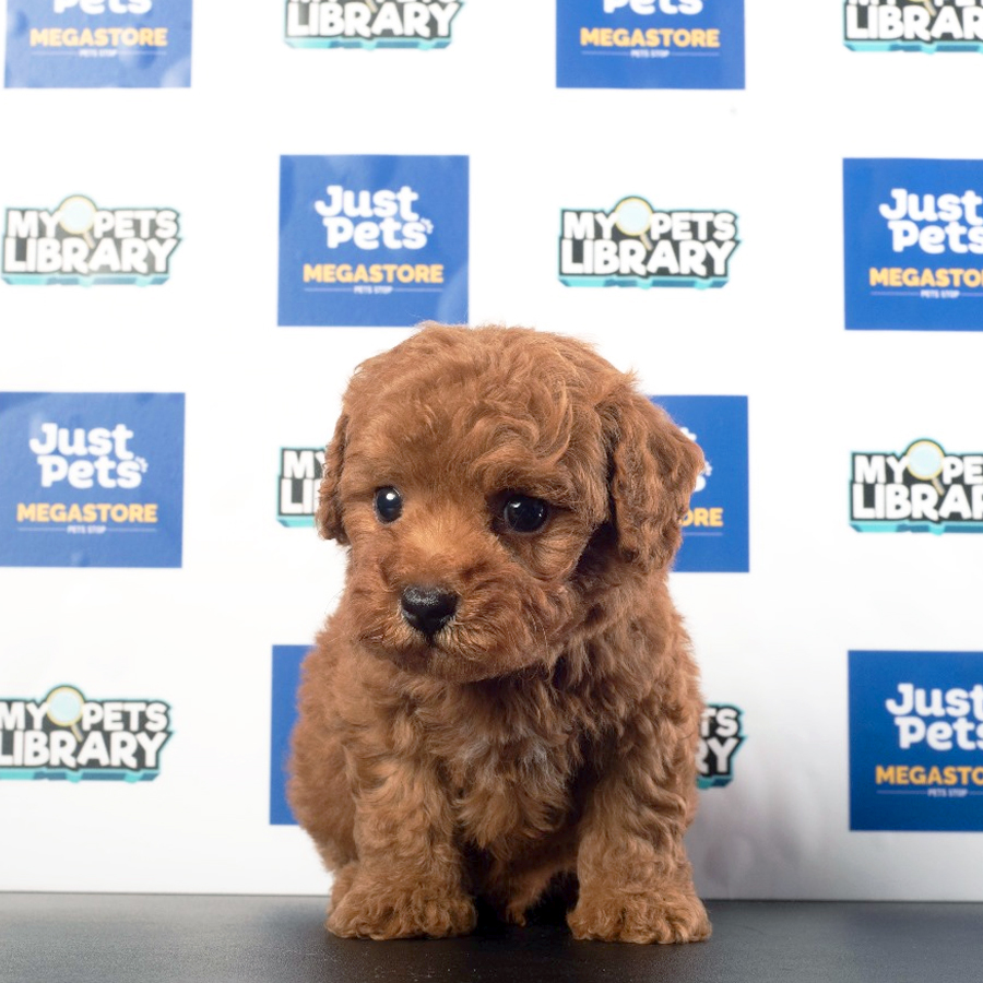 Toy Poodle Puppy (Male) For Sale