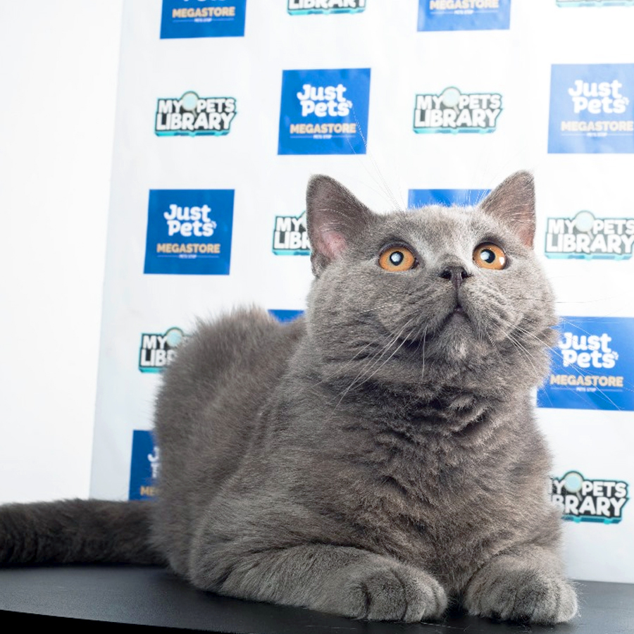 British Shorthair Kitten (Male) For Sale