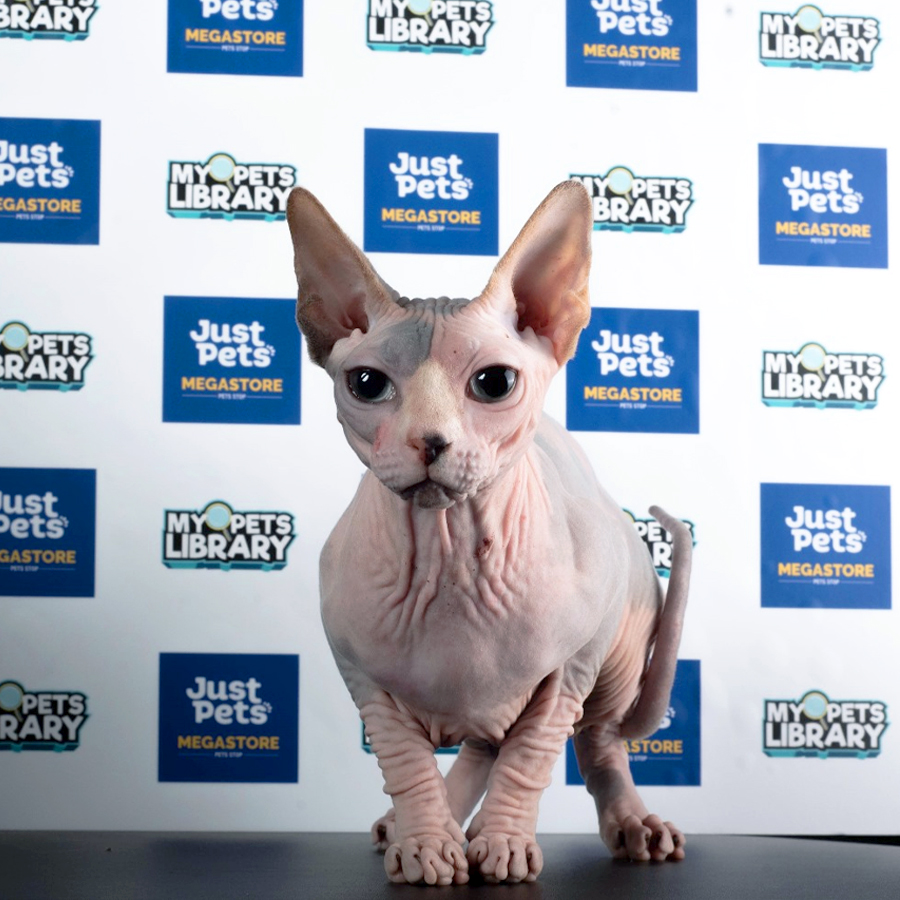Sphynx Kitten (Female) For Sale