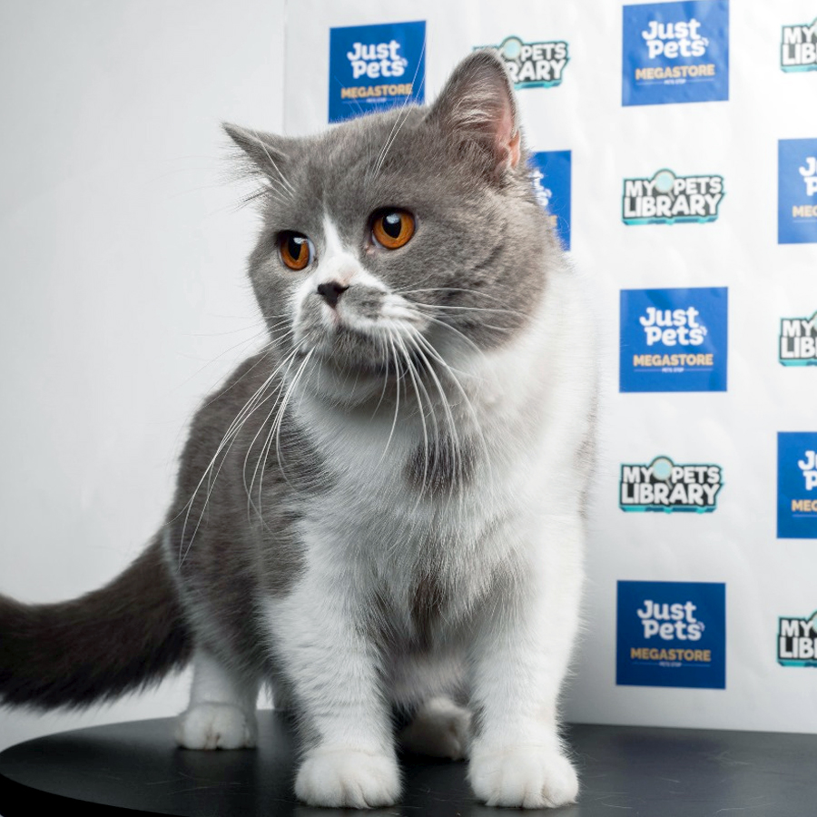 British Shorthair Kitten (Male) For Sale