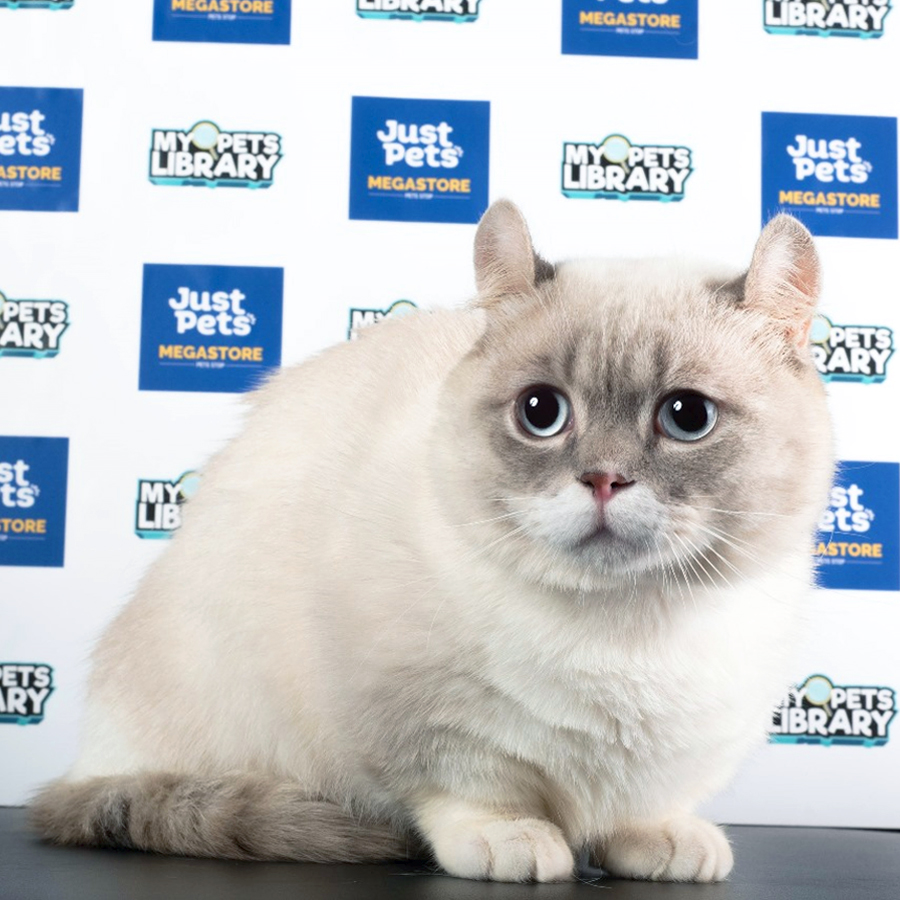 Kinkalow Kitten (Male) For Sale