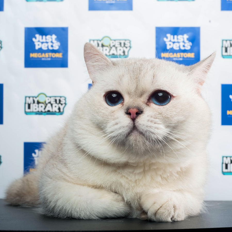 British Shorthair Kitten (Male) For Sale