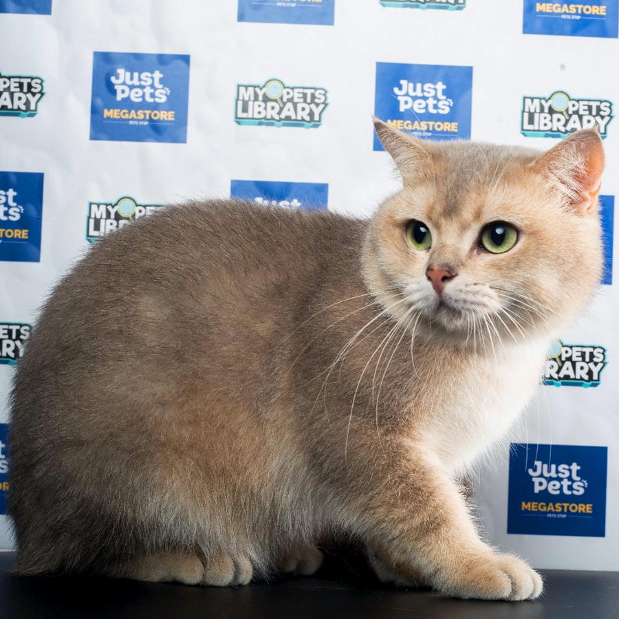 British Shorthair Kitten (Male) For Sale