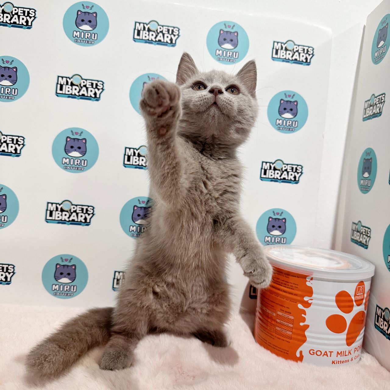 British Shorthair Kitten (Male) For Sale