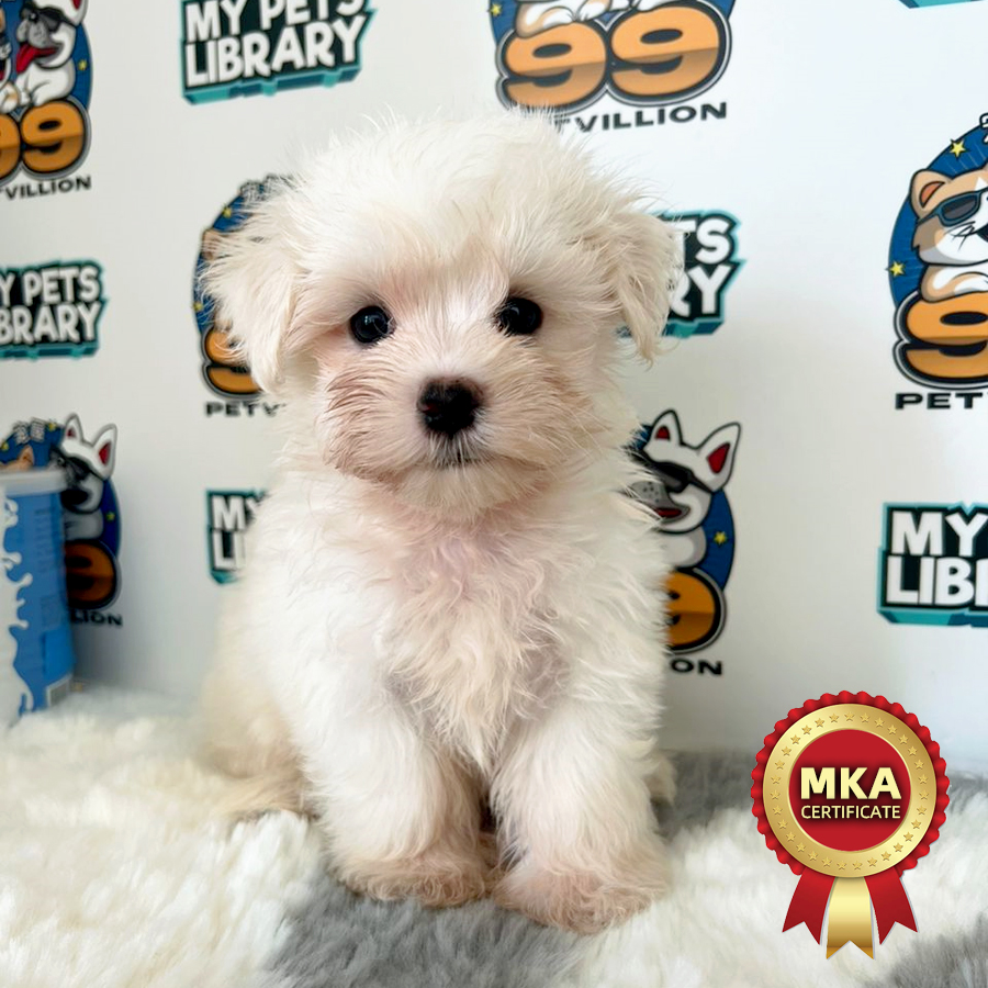 MKA Tiny Maltese Puppy (Male) For Sale