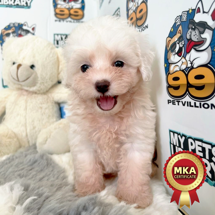 MKA Tiny Maltese Puppy (Male) For Sale