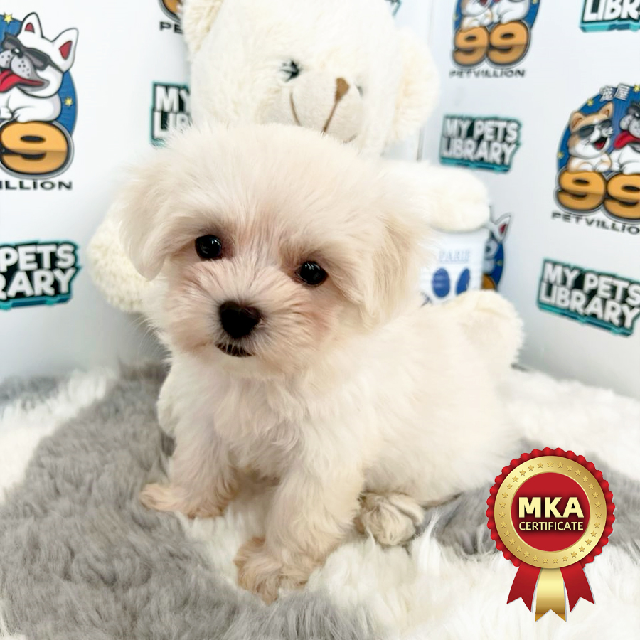 MKA Tiny Maltese Puppy (Female) For Sale