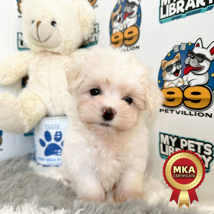 MKA Tiny Maltese Puppy (Female) For Sale