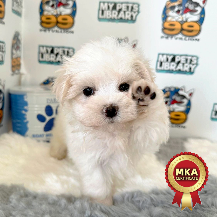 MKA Tiny Maltese Puppy (Female) For Sale