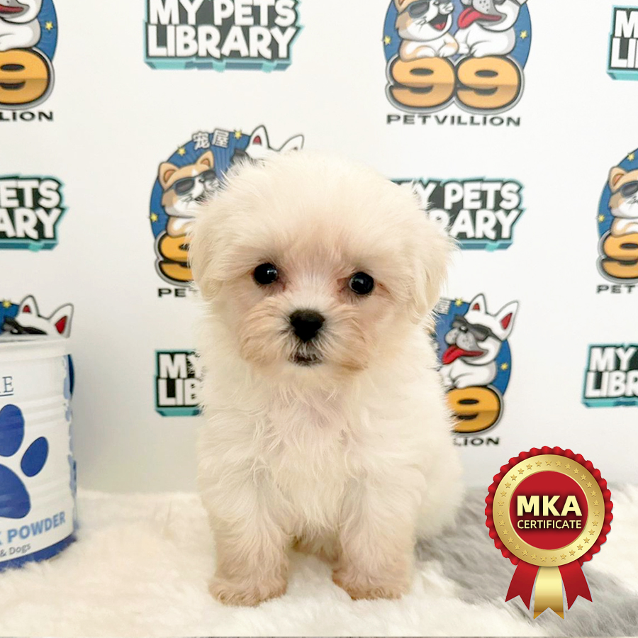 MKA Tiny Maltese Puppy (Female) For Sale
