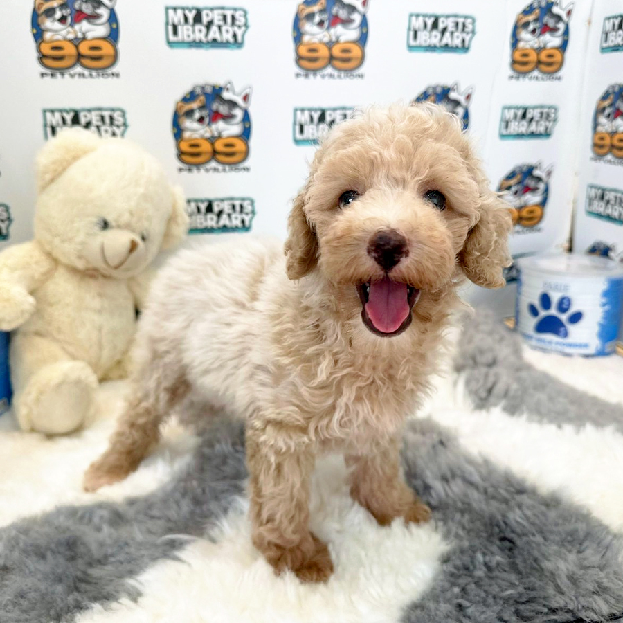 Maltipoo Puppy (Female) For Sale