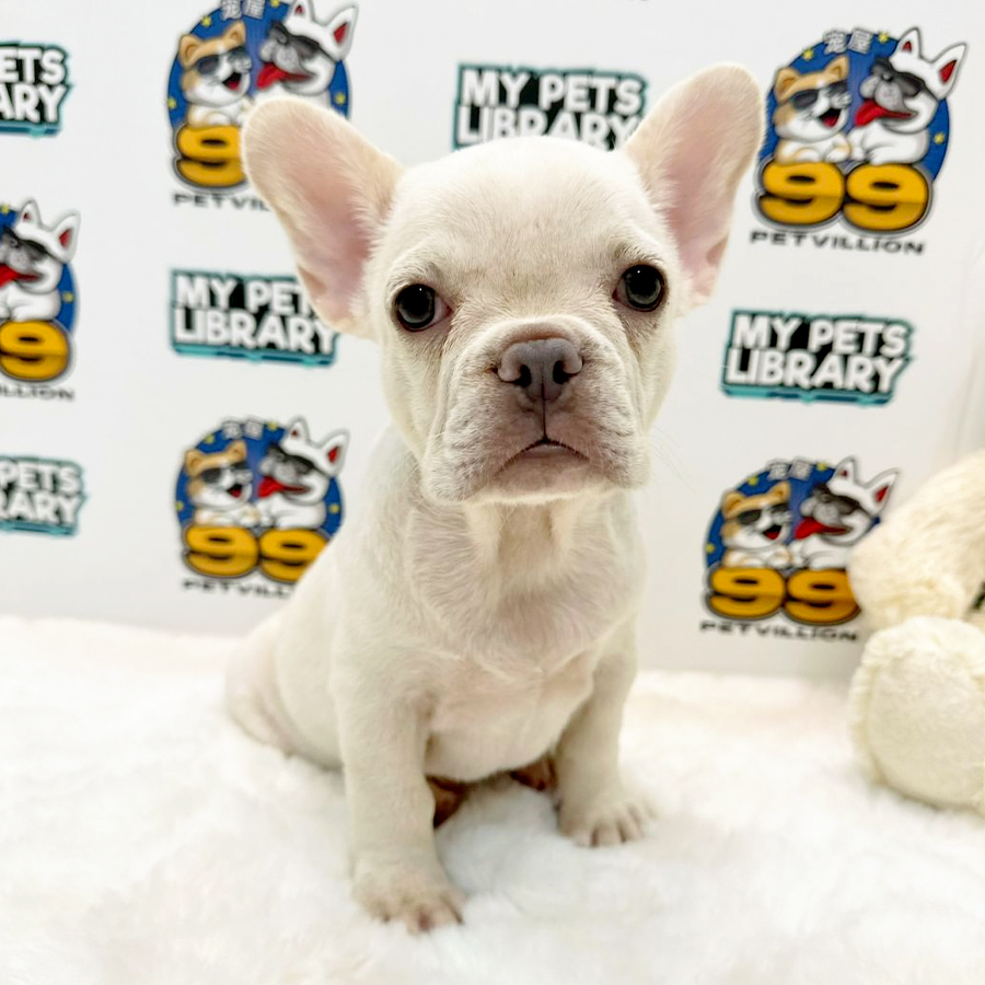 French Bulldog Puppy (Female) For Sale