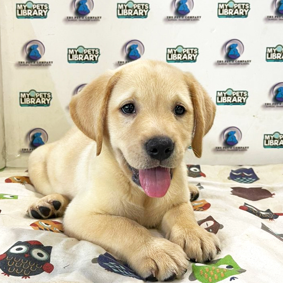 Labrador Puppy (Female) For Sale