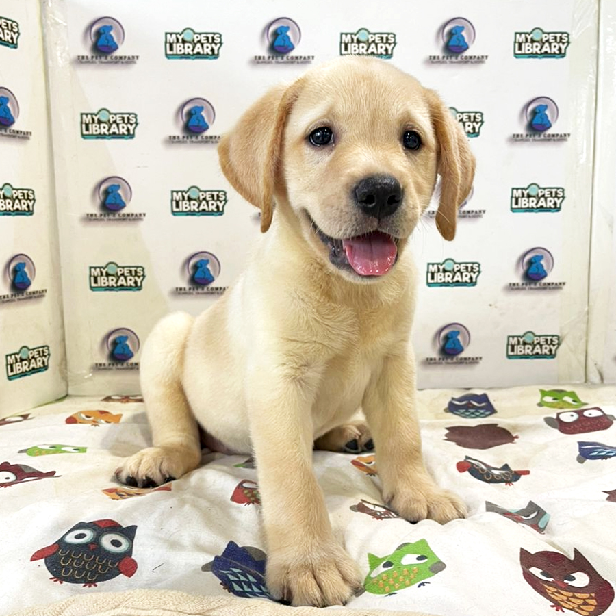 Labrador Puppy (Male) For Sale