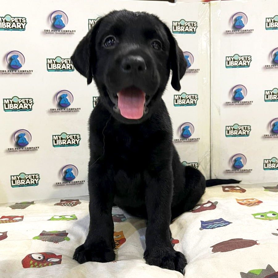 Labrador Puppy (Male) For Sale