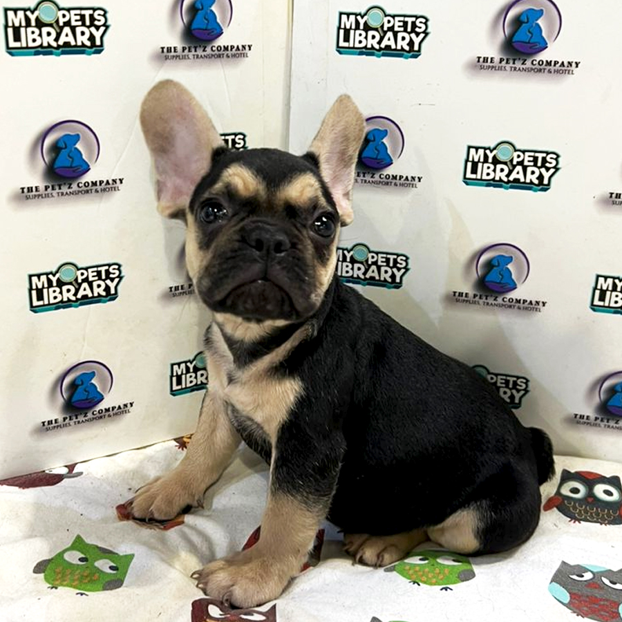 French Bulldog Puppy (Male) For Sale