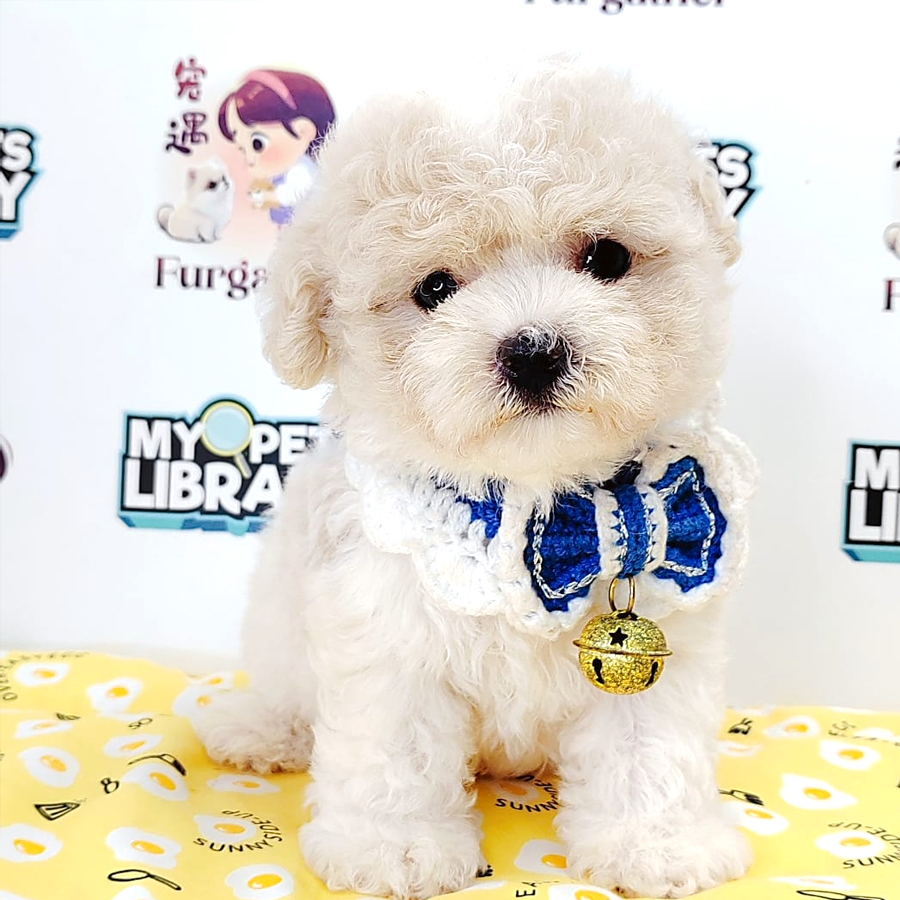 Tiny Poodle Puppy (Female) For Sale