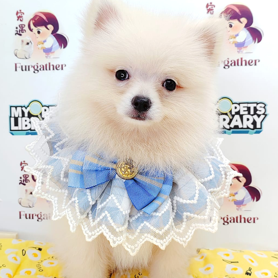 Pomeranian Puppy (Male) For Sale
