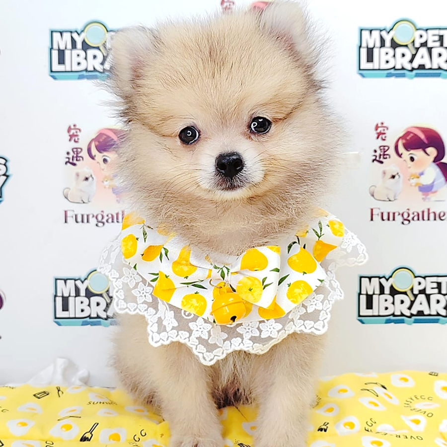 Pomeranian Puppy (Male) For Sale
