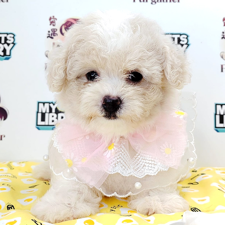 Tiny Poodle Puppy (Female) For Sale