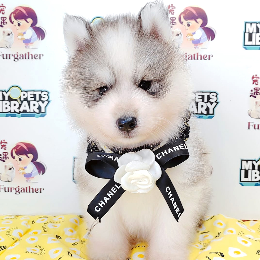 Wooly Husky Puppy (Male) For Sale