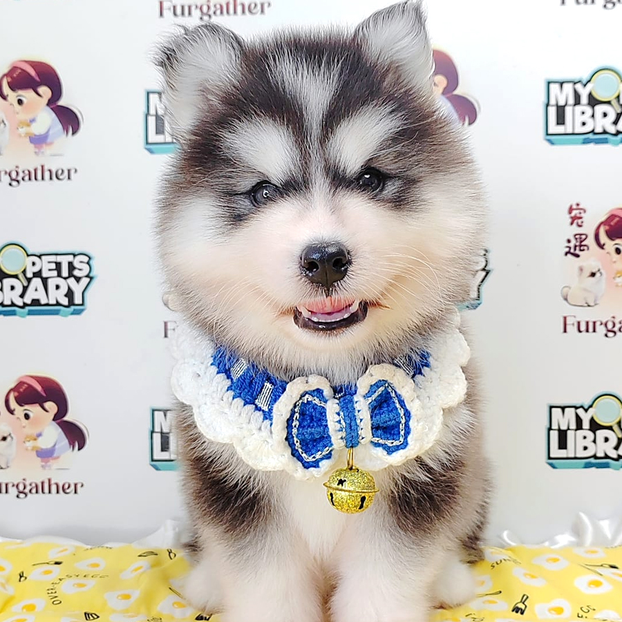 Wooly Husky Puppy (Male) For Sale