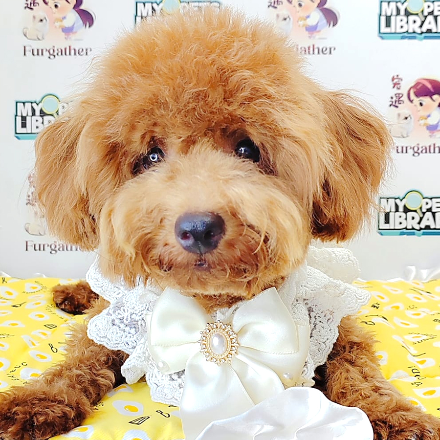 Miniature Poodle Puppy (Male) For Sale