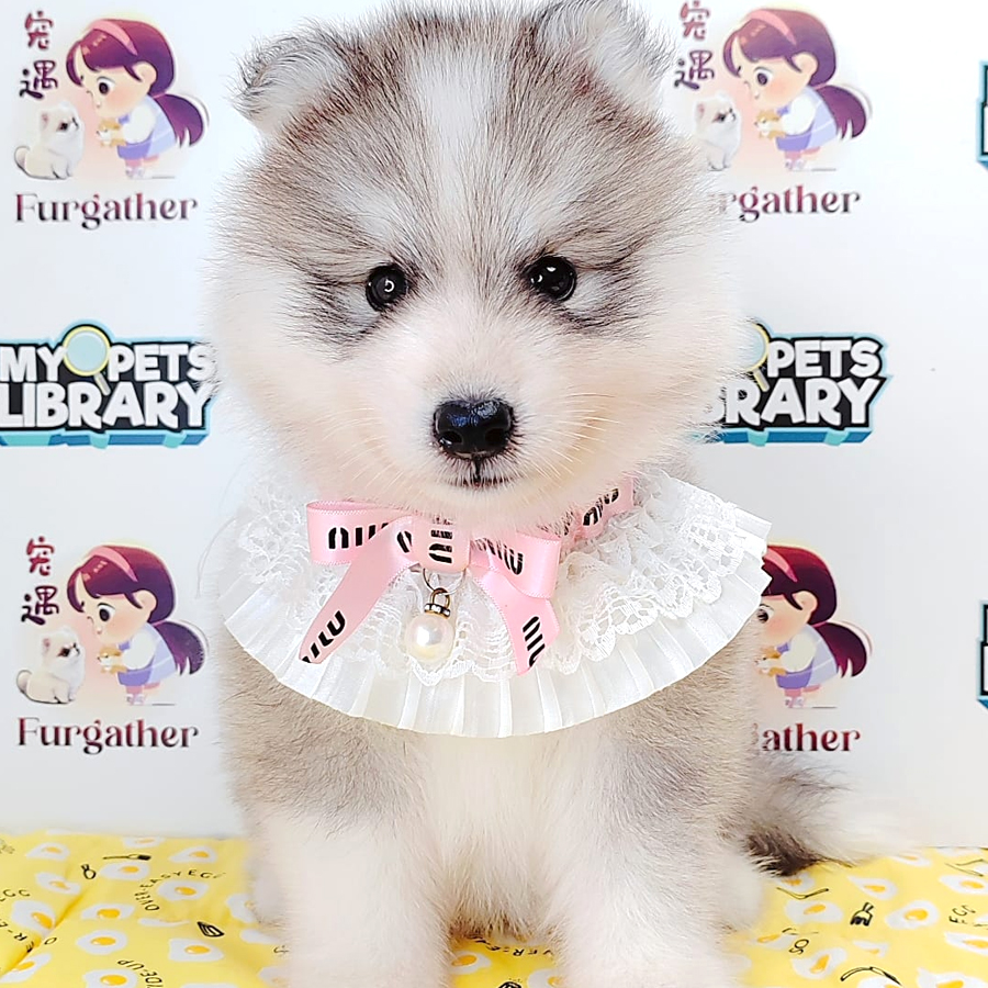 Wooly Husky Puppy (Male) For Sale