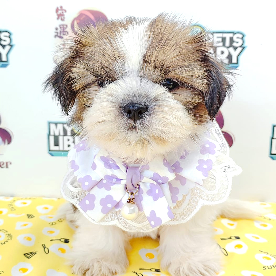 Shih Tzu Puppy (Female) For Sale