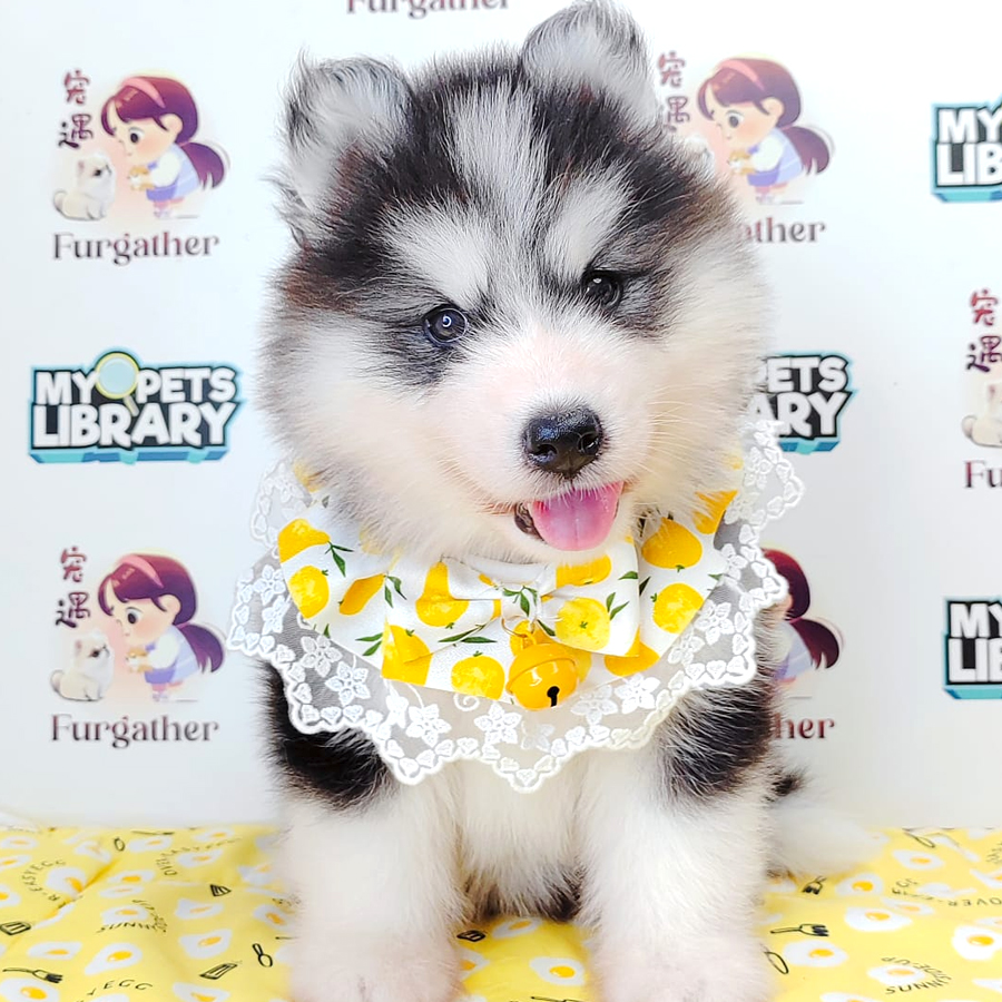 Wooly Husky Puppy (Male) For Sale